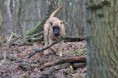 /album/keistad-amy/kleine-bos-25-jpg/